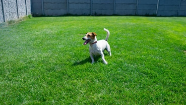 Pet-friendly artificial grass installed in a Dallas backyard dog area