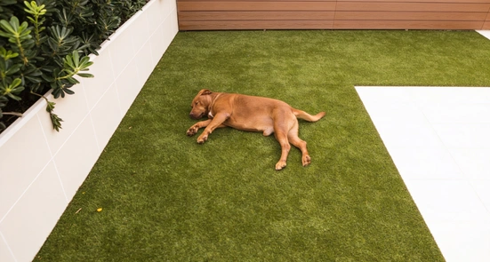 Professional pet turf installation for dogs in Dallas Texas