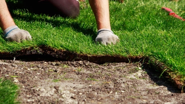 Turf repair and maintenance services in Dallas