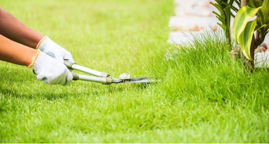Professional turf maintenance services in Dallas